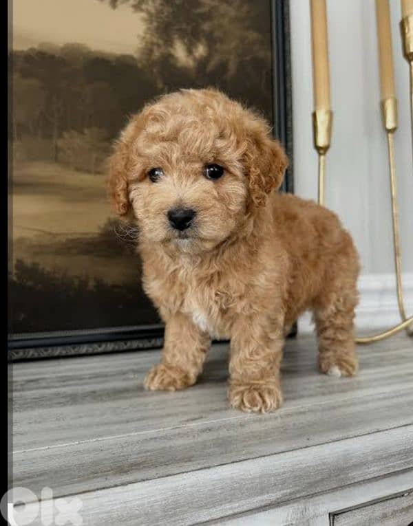 poodle 0