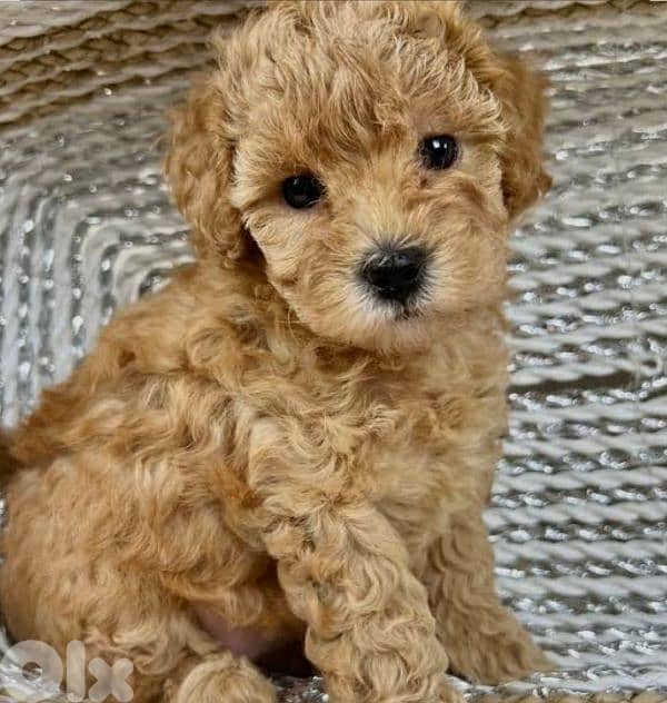 poodle 1