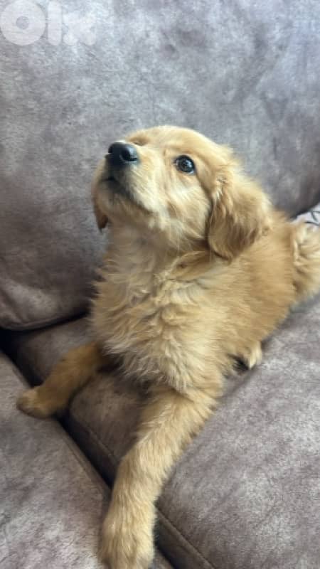 puppy golden retriever 0