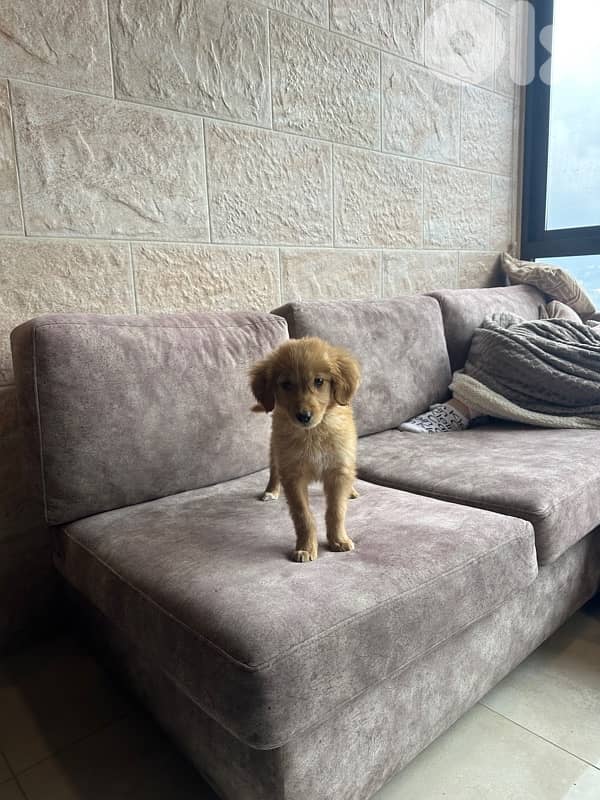 puppy golden retriever 1