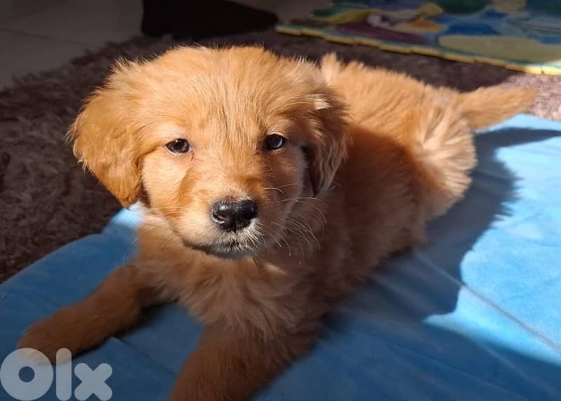 puppy golden retriever 2