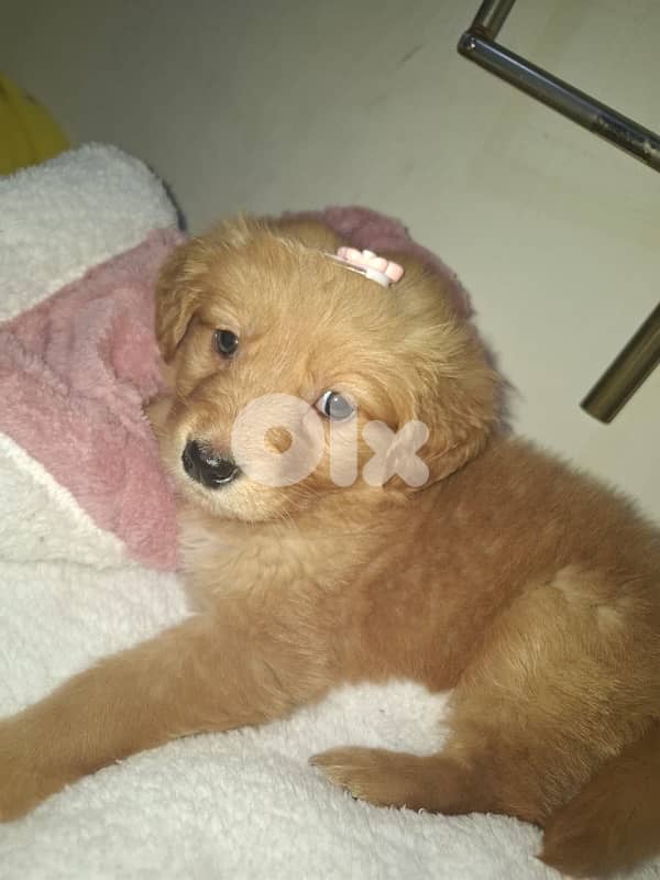 puppy golden retriever 3