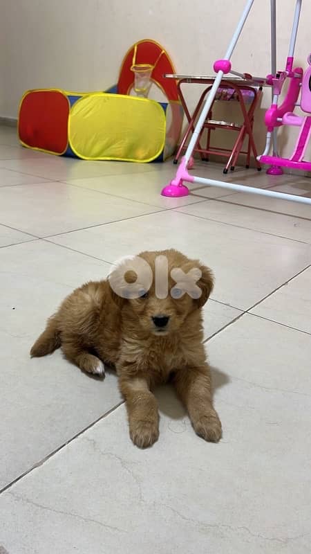 puppy golden retriever 4