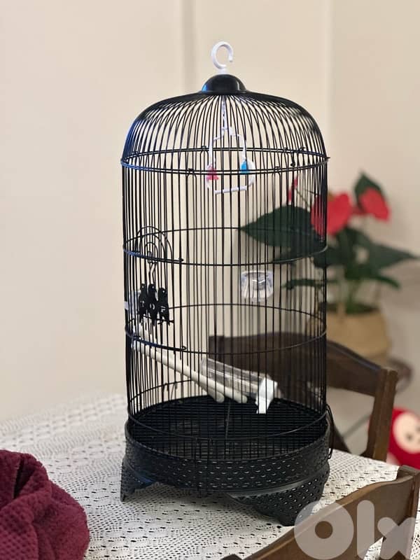 bird cage قفص عصفور 0