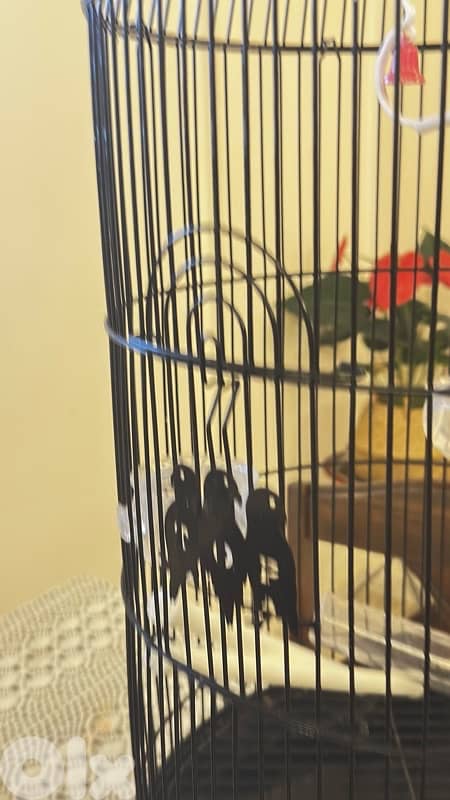 bird cage قفص عصفور 3