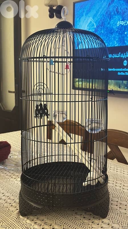 bird cage قفص عصفور 4
