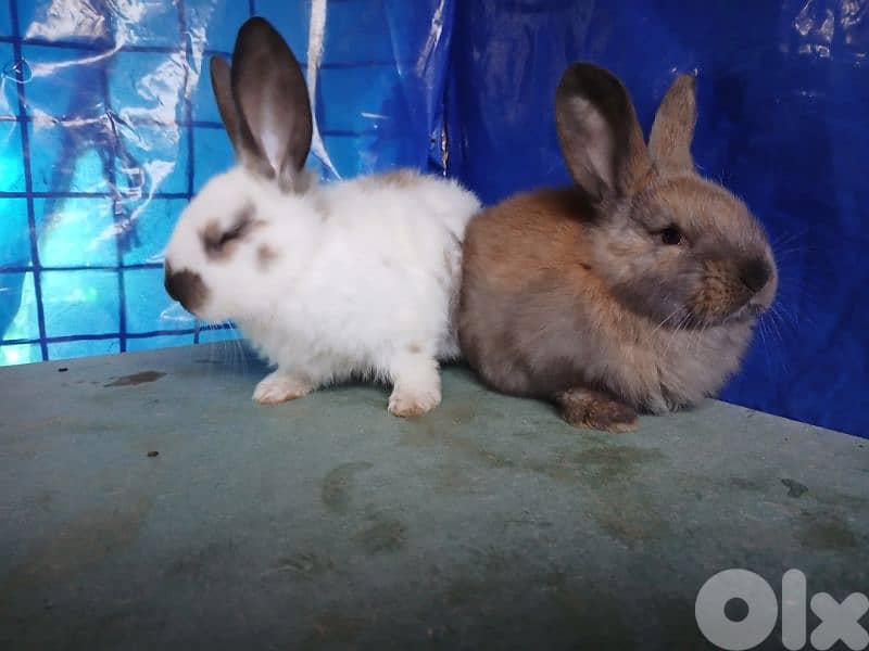 Giant French papillon Rabbits 18