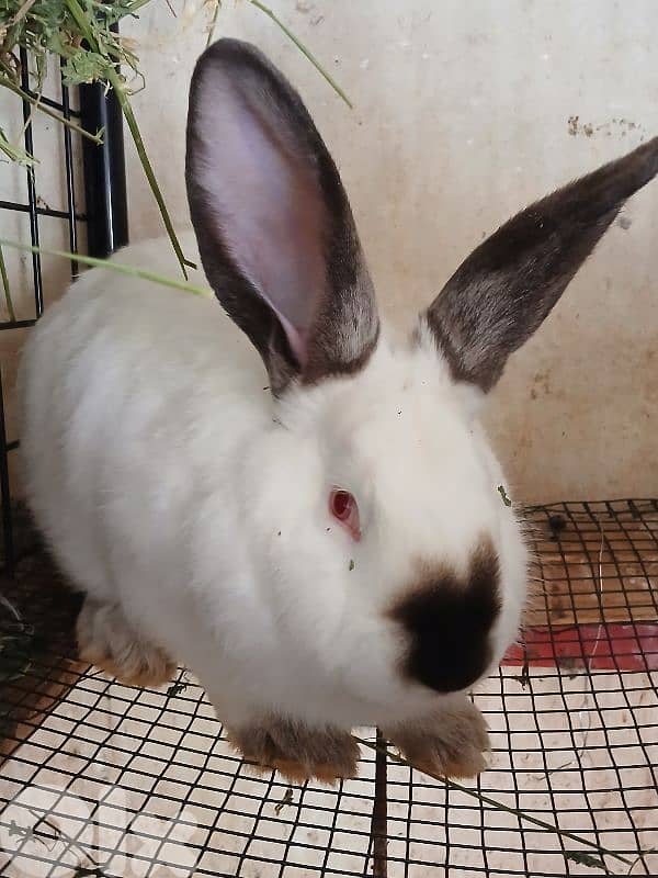 Giant French papillon Rabbits 19
