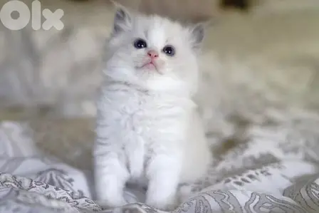 Beautiful Ragdoll Kittens/ in store /delivery
