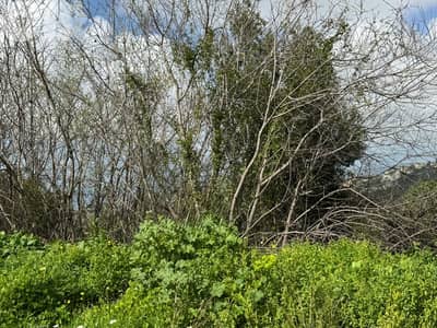 Land 1050m for sale in Breij ارض 1050م للبيع في بريج