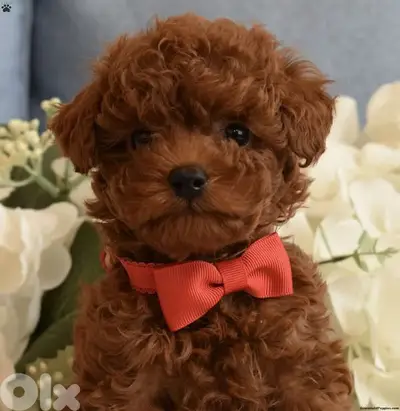 Exceptional Toy Poodle Puppies | dog كلاب