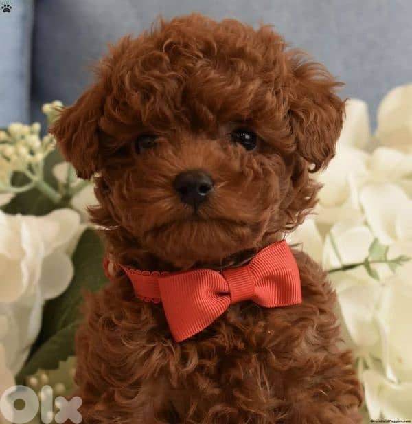 Exceptional Toy Poodle Puppies | dog كلاب 0