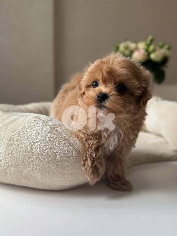 Super Small Toy Maltipoo Puppies |dog كلاب 0