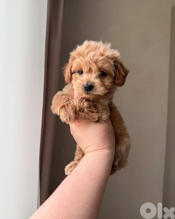 Beutifull Maltipoo Puppies /Available In Store & Delivery/High Quality 0