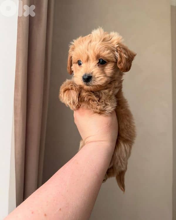 Sweet Maltipoo Puppies – Small, Friendly, and Ready to Join ur Family 0