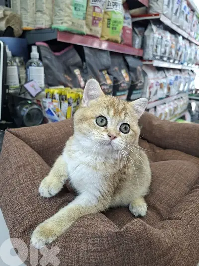 British Golden Chinchilla Kitten Available-Cat-قطط