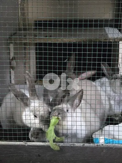 rabbits/ارانب