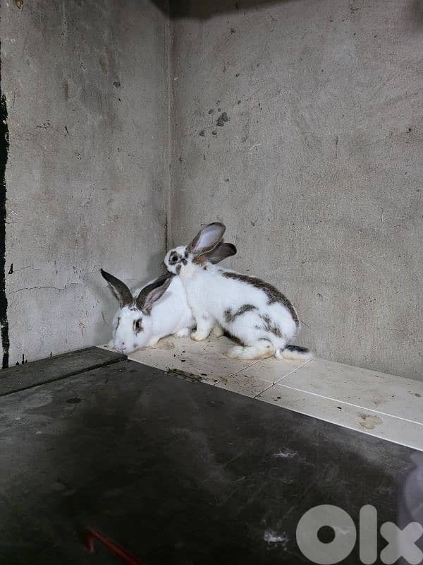 rabbits/ارانب 6