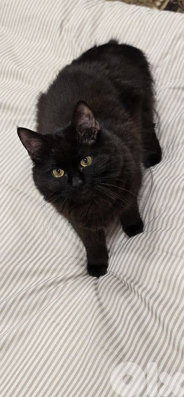 Cat 10 months 0