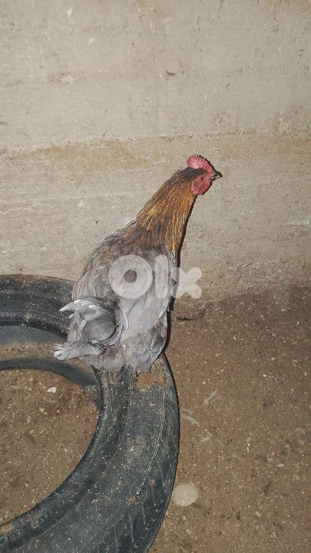 فراخ بلدي $15 76419998 4