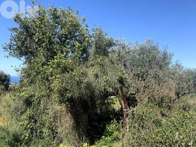 RWB167NK - Land for rent in Aamchit Jbeil