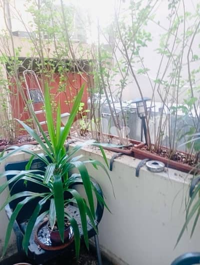 Achrafieh Carré d’or Rare Deal High Ceilings Semi Traditional 150m