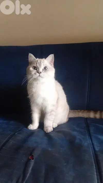 british silver chinchilla