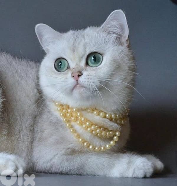 scottish gold for contact 70485808 7