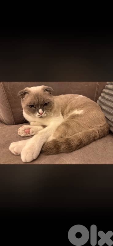 Lost CAT. 200$ reward if found lost in jnah near coral beach/ kempensi 0