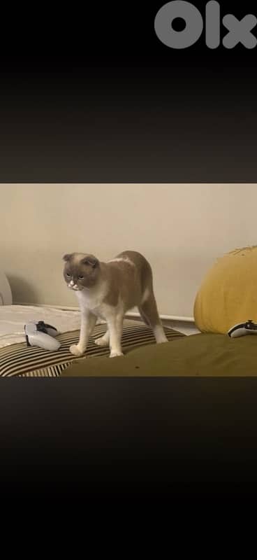 Lost CAT. 200$ reward if found lost in jnah near coral beach/ kempensi 1