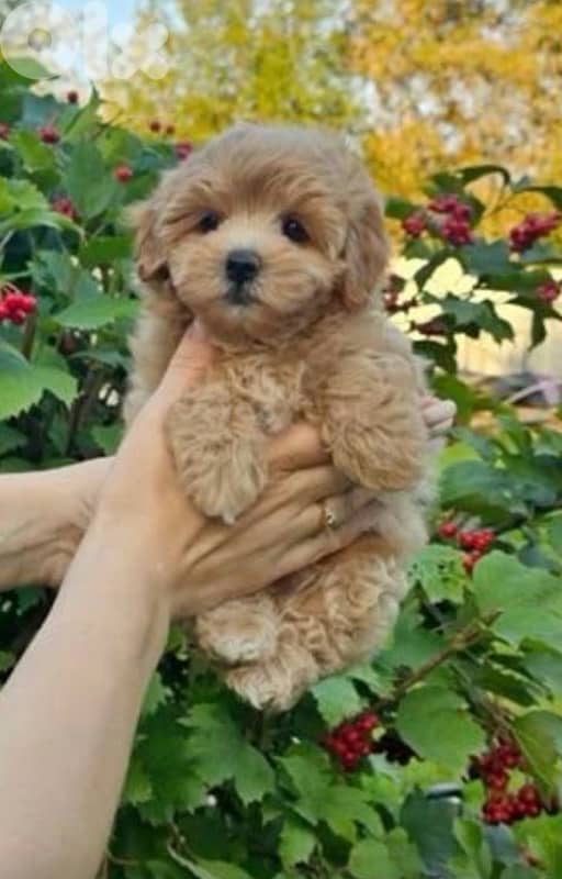 Small Toy Poodle apricot puppy IMPORTED 0