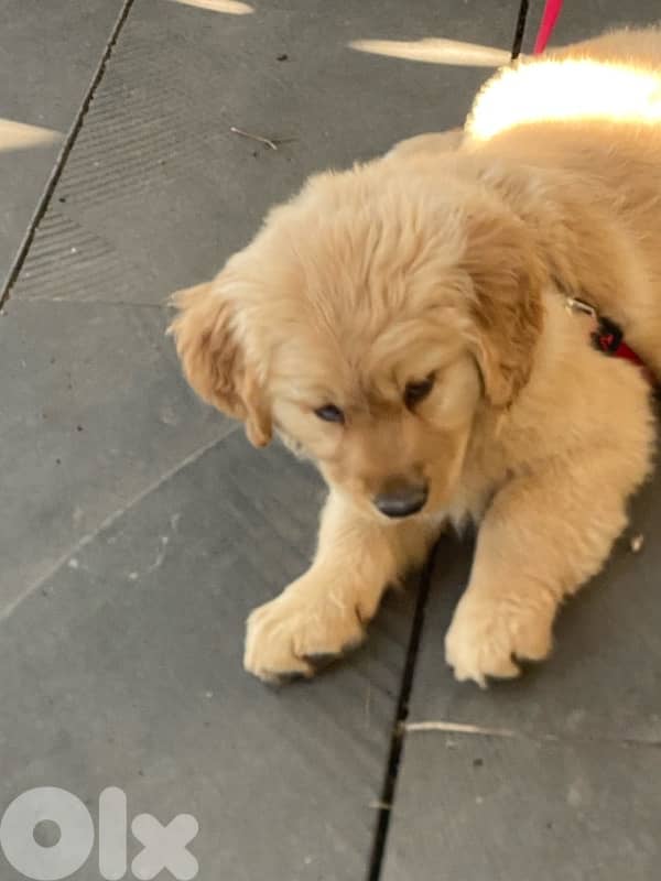 Very cute puppy golden retriever brown color 0