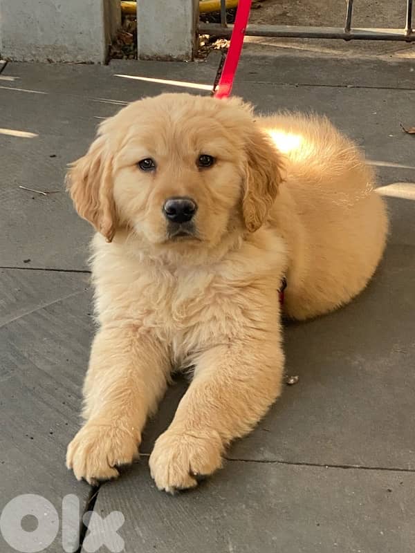 Very cute puppy golden retriever brown color 1