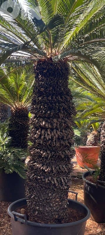 cycas نخل سيكا 0