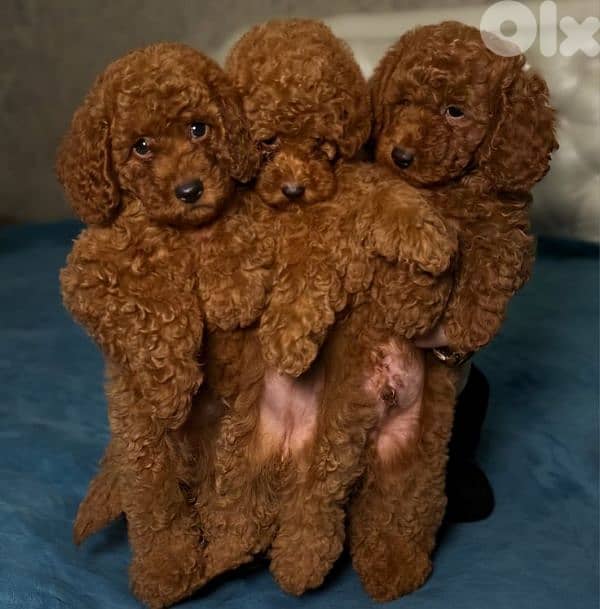 Poodle  Puppies – Sweet, Playful & Ready for a Loving Home 0