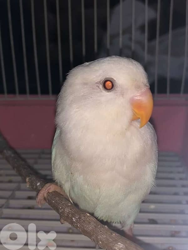 فيشير جوز روز البينو Rose Albino 0