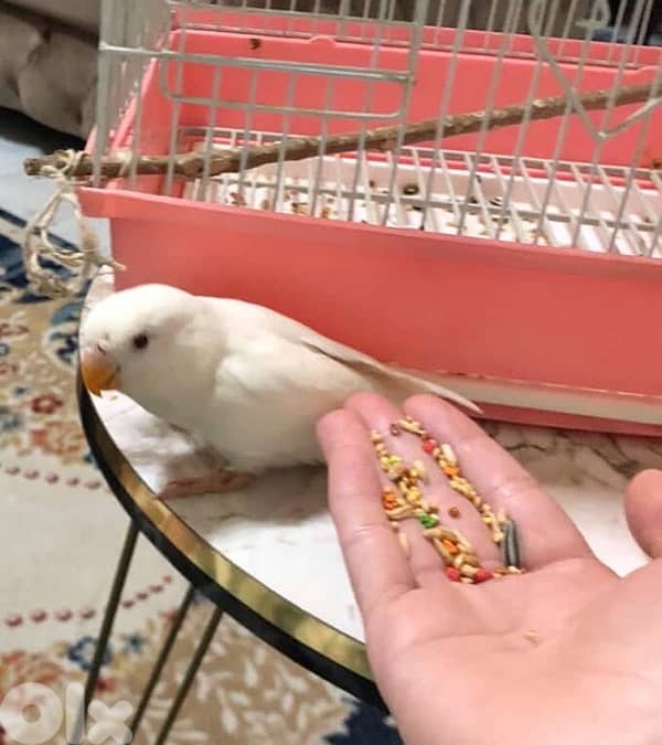 فيشير جوز روز البينو Rose Albino 1