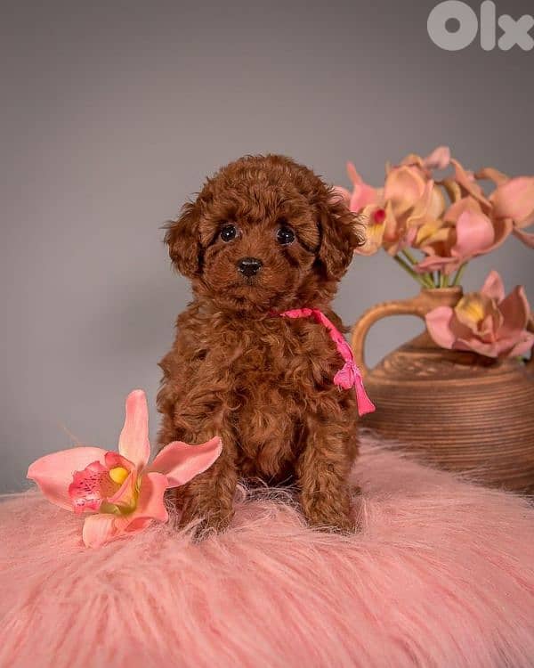 Poodle Puppies Available in Store &Delivery 0
