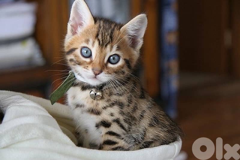 imported bengal kitten 0