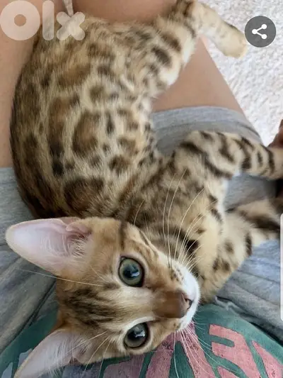 Imported Bengal kitten