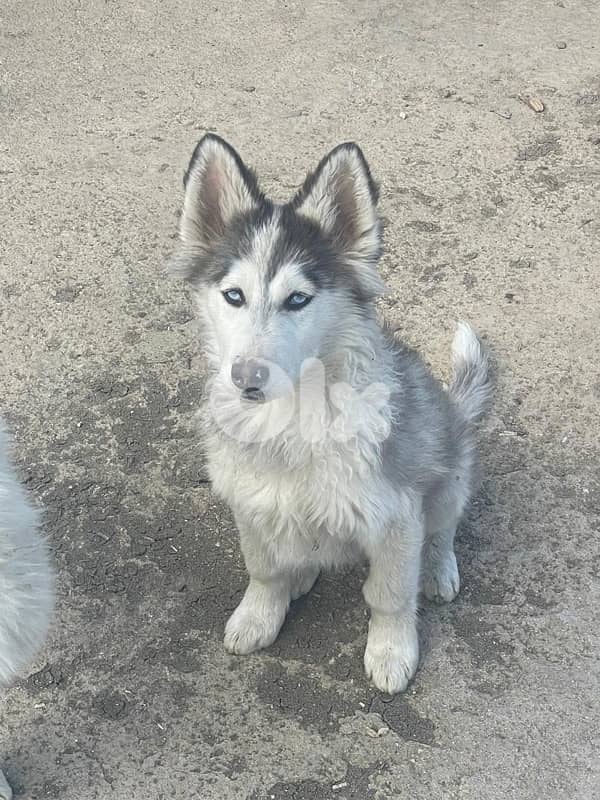 siberian husky , pure breed 0