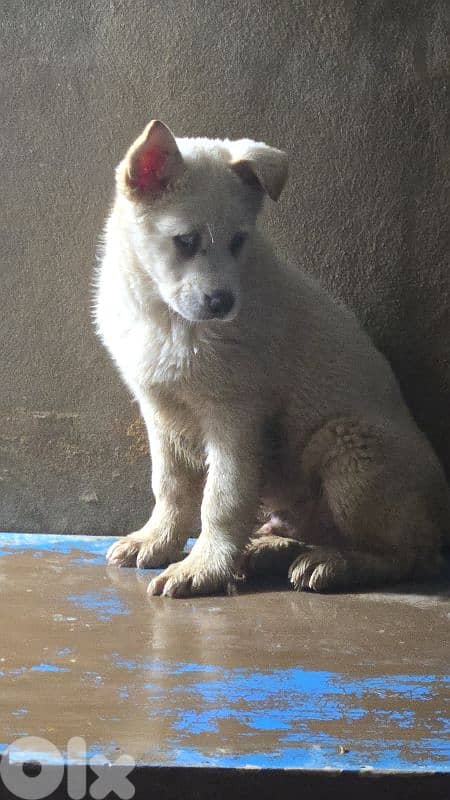 1 male 2 female husky puppies blue eyes for sale 0