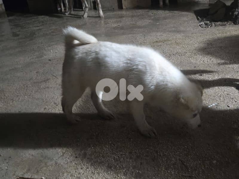 1 male 2 female husky puppies blue eyes for sale 1
