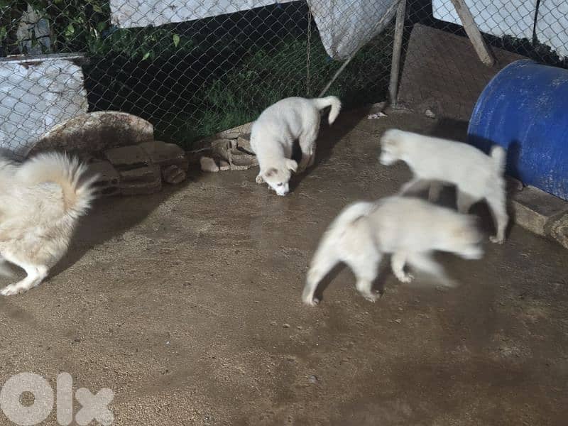 1 male 2 female husky puppies blue eyes for sale 2