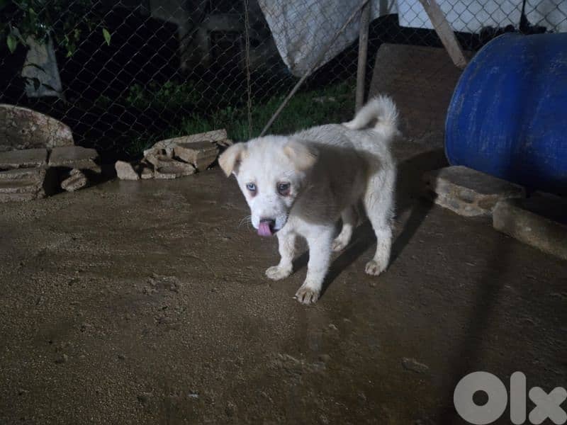 1 male 2 female husky puppies blue eyes for sale 3