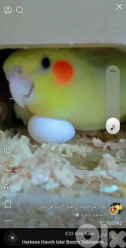 بيروت شياح 2