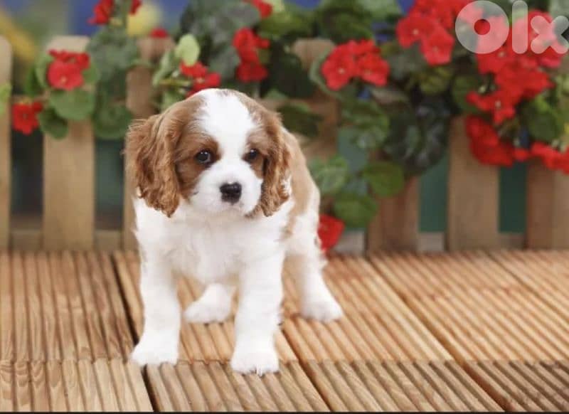 cavalier king Charles/ كينغ شارلز 0
