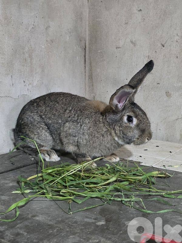 rabbits/ارانب 12