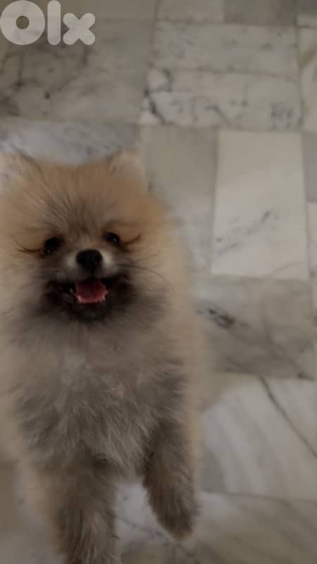 5 months old Pomeranian 0