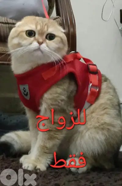 بيروت الروشه